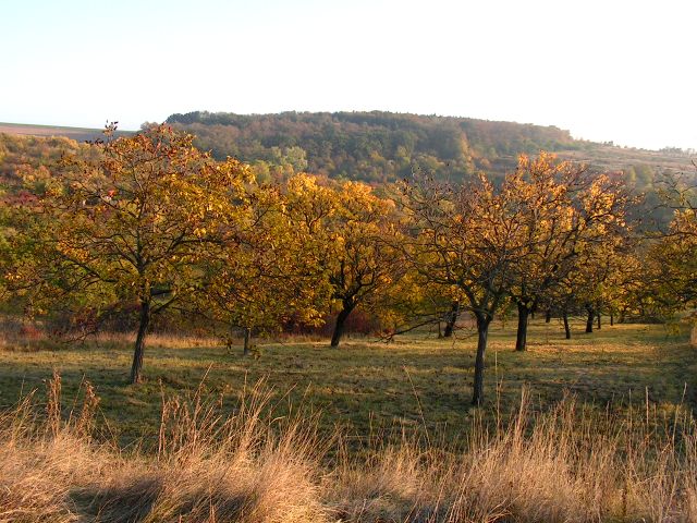 2009_10_25_procházka Výhonem a na rozhlednu (2).JPG